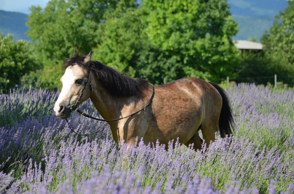 Agriturismo Domus Magna Povoletto Екстер'єр фото